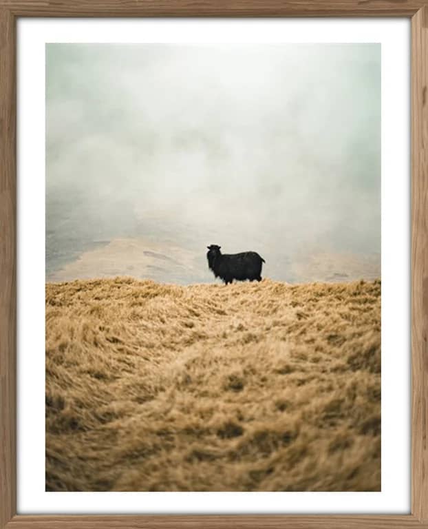 Bilde Sheep Solo - bilde 1 av 2