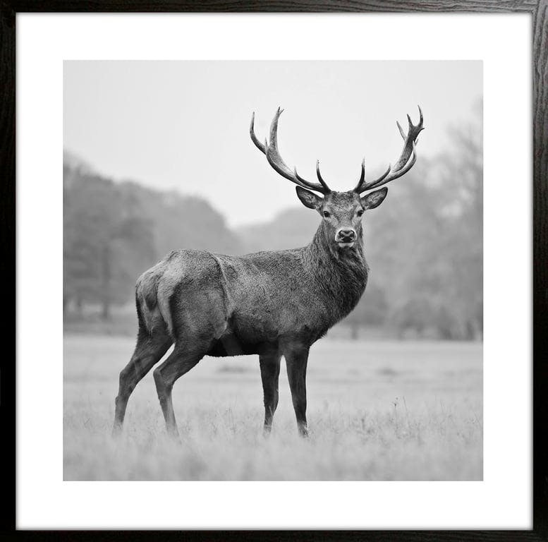 $Bilde av Bilde sort/hvit Hjort I   (50x50 cm)