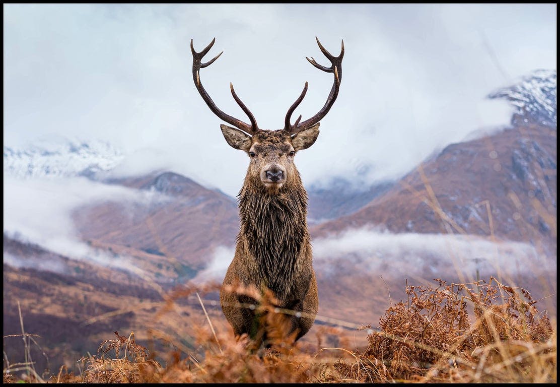 Bilde av Canvas  Deer (100x150 cm)