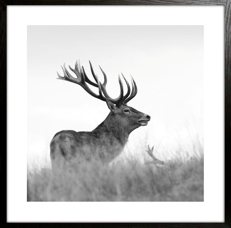 $Bilde av Bilde sort/hvit Hjort II   (50x50 cm)