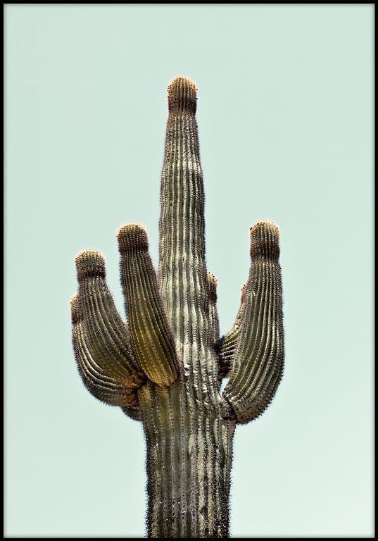 Bilde av Alutrykk Saguaro (30x40 cm m/sort ramme)